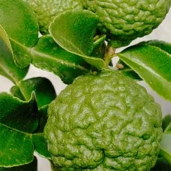 Vendor-unknown BedBath Organic Kaffir Lime Shampoo (500ml) (Suds-free) (New Larger Size)