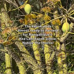 Vendor-unknown BedBath KEA LANI Vegan 100% Wild Kapok Bed Pillow (Made In USA)