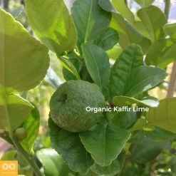 Vendor-unknown BedBath Organic Kaffir Lime Shampoo (500ml) (Suds-free) (New Larger Size)